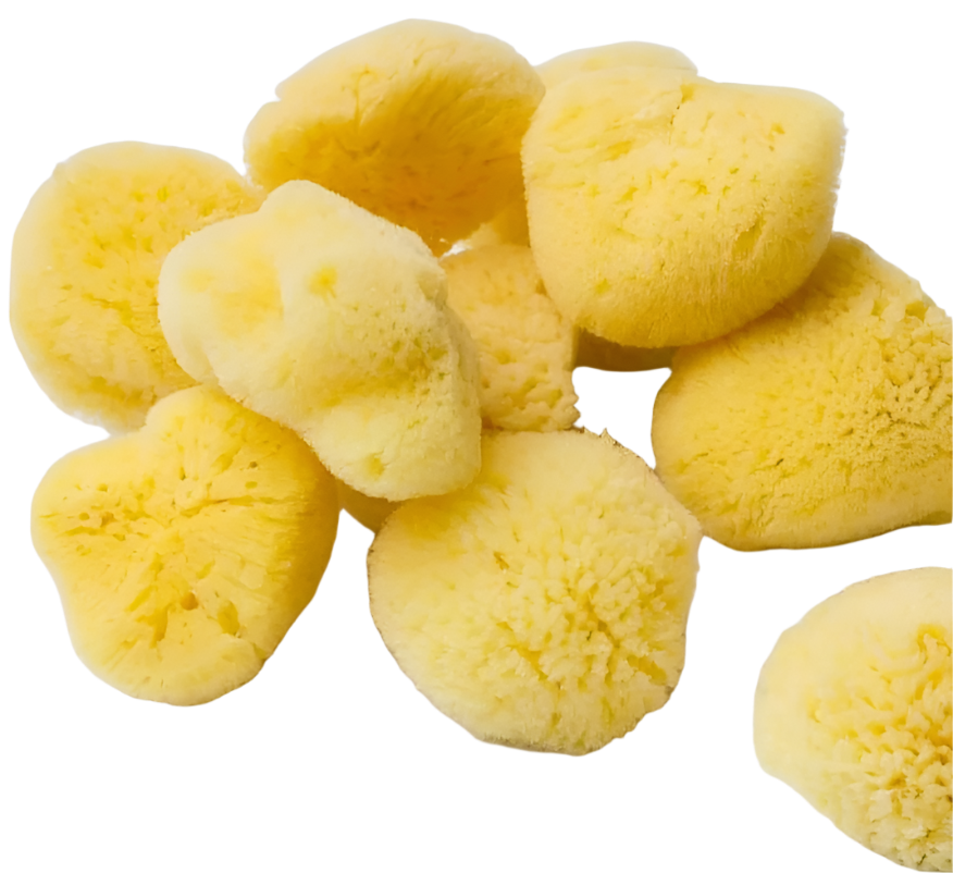 Organic Wool Sea Sponge
