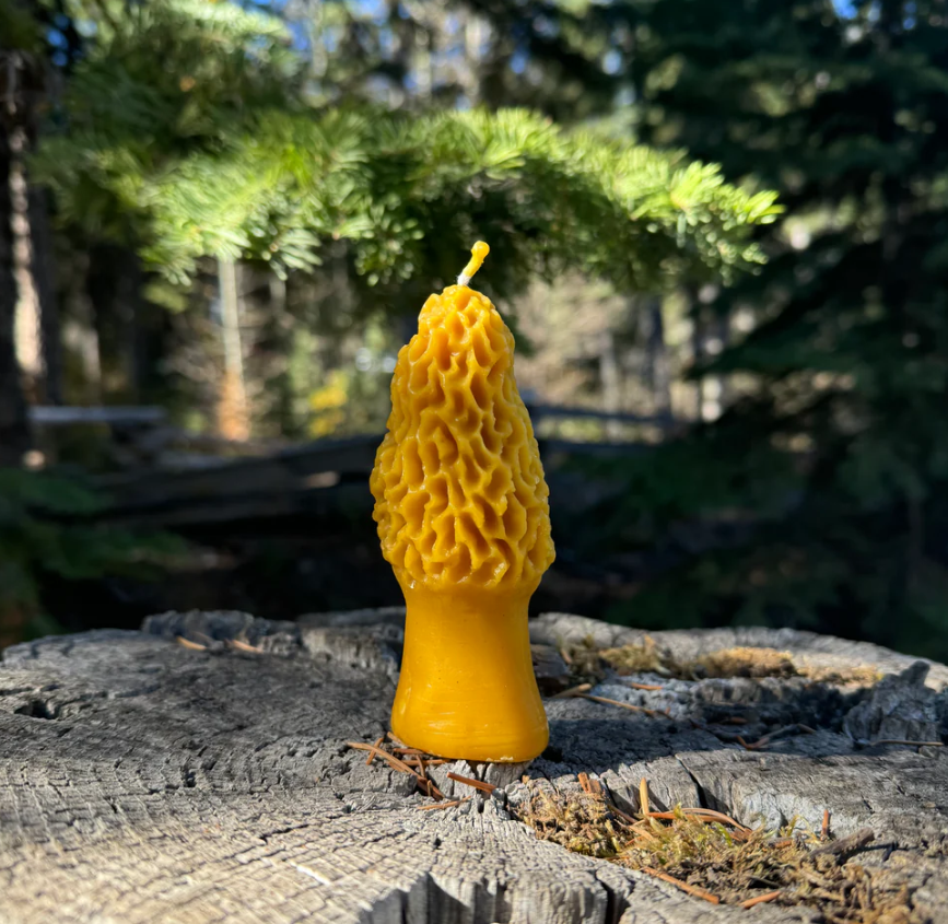 Morel Beeswax Candle