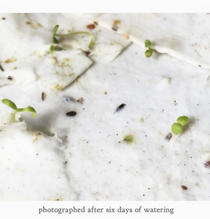 Plantable Seed Card